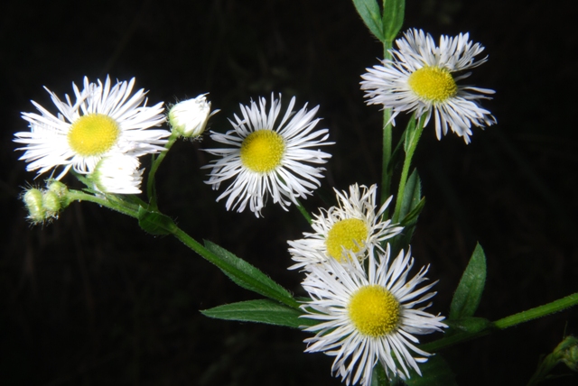 Erigeron annuus e Tanacetum corymbosum